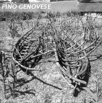 piroghe(villaggio)  piroguas(village)