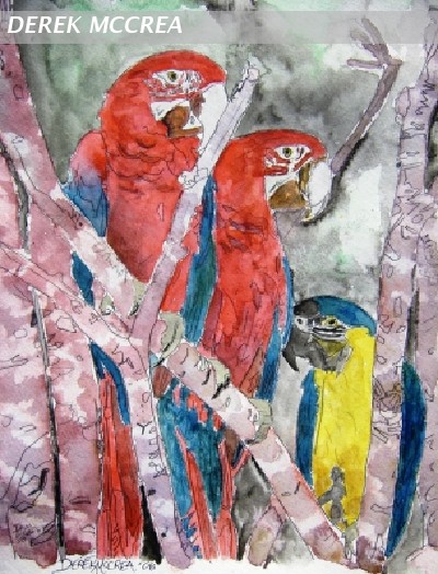 3 parrots animal wildlife art